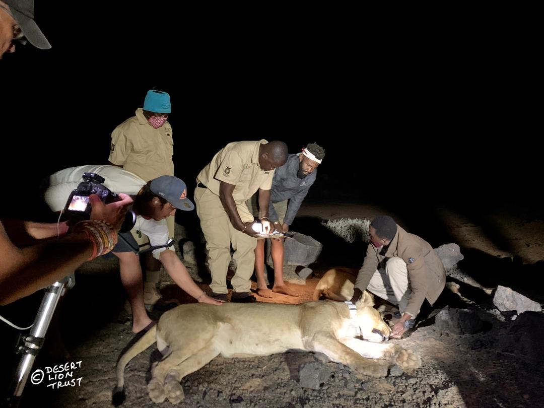 Central & Southern Prides - Overview - Desert Lion Conservation Trust