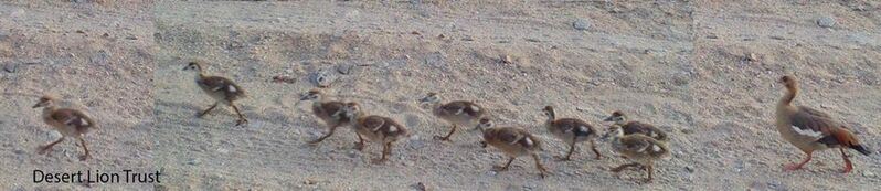 Egyptian goose with 9 chicks