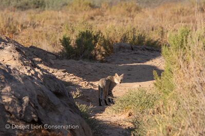 African wild cat hunting on the edge of the Floodplain
