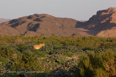 Xpl-106 and her sister hunting on the Floodplain