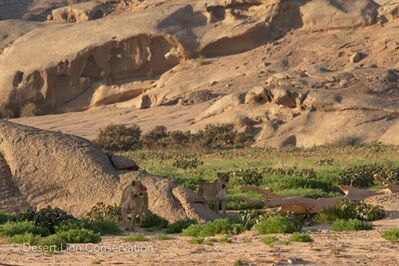 Two lionesses rest on the edge of the Floodplain