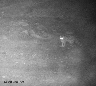 Small spotted genet