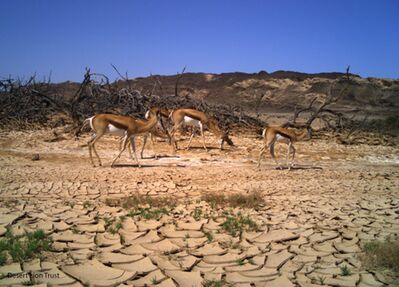 Herds of springbok attracted to the green vegetation.