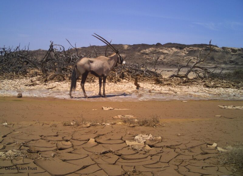 A gemsbok moving around the mud after the major floods.