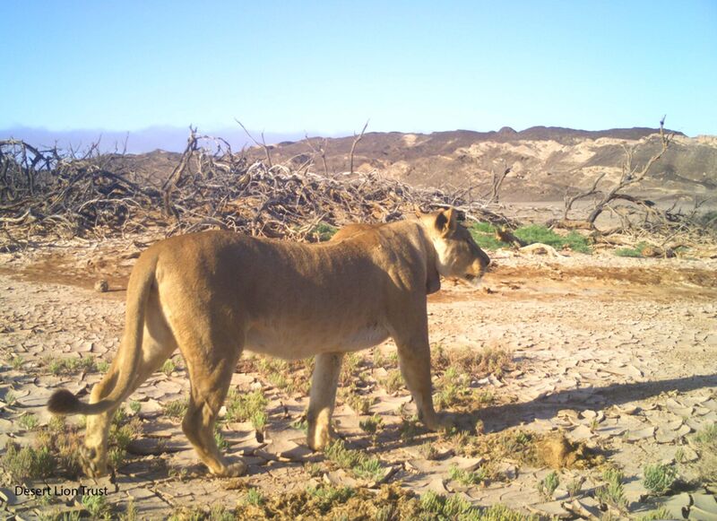 Xpl-106 “Aplha” one month before giving birth.