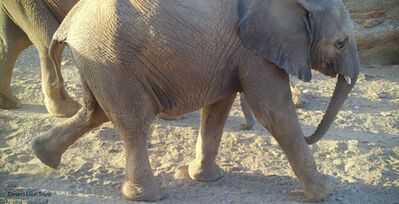 Elefants spend more time on Floodplain because of available drinking water