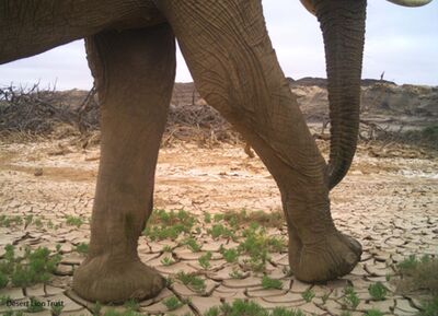 Elefants spend more time on Floodplain because of available drinking water