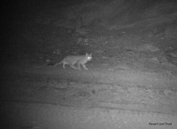 African wild cat