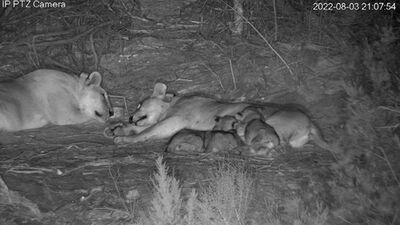 The cubs suckling and playing with their aunt Xpl-109 "Bravo"