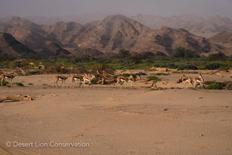 Large numbers of springboks on the Hoanib Floodplain