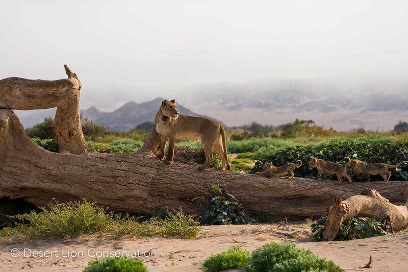 Xpl-106 “Aplha” and the three cubs playing on a log on the Floodplain.