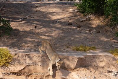 Charly” moving along the banks of the Hoanib river