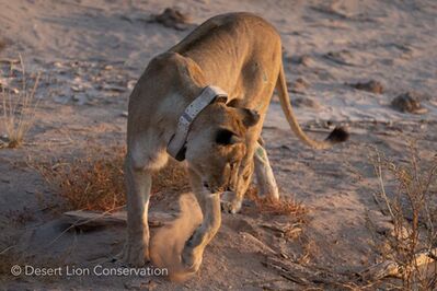 “Charly” moving along the banks of the Hoanib river