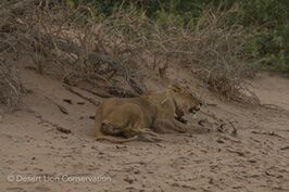 Darting of the lioness Xpl-114 “Charly” (photos -Grietvanm) 