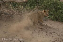 Darting of the lioness Xpl-114 “Charly” (photos -Grietvanm) 