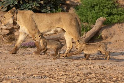 Early morning activities on the Floodplain.