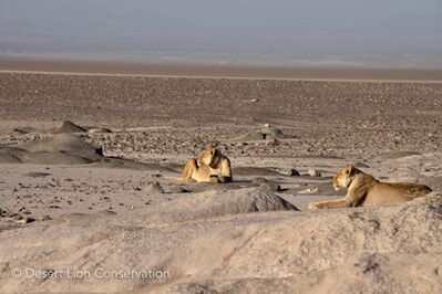 Two heathy Obab lionesses feeding on the remains of a Cape fur seal.