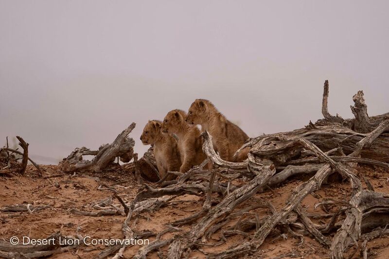 The three small cubs were located after four days. 