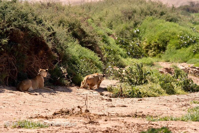 Lionesses stalking a flock of ostriches on the Floodplain