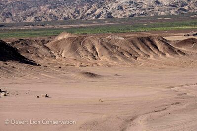 The two Orphan lionesses have searched far and wide for food.