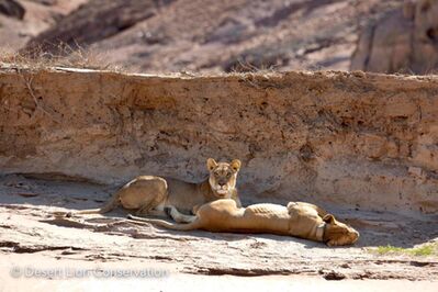 The two Orphan lionesses have searched far and wide for food.