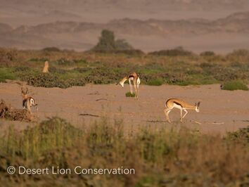 Large numbers of springbok are congregated on the eastern plains