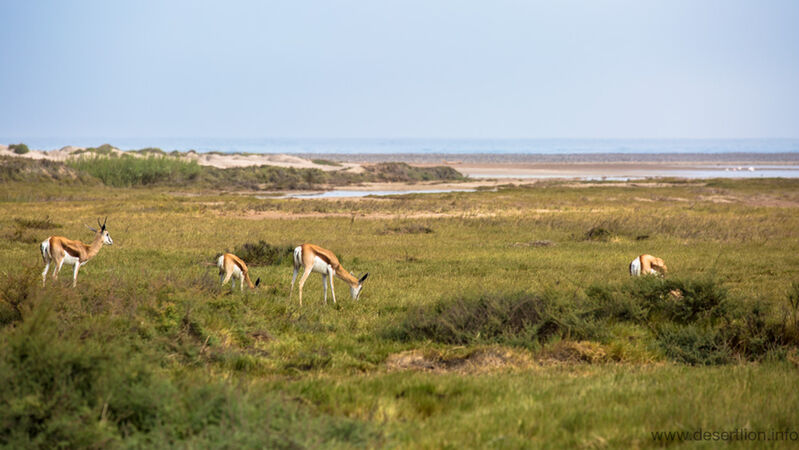 Springbok in Hoanib mouth