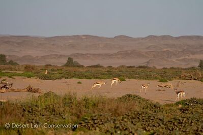 Large numbers of springbok are congregated on the eastern plains