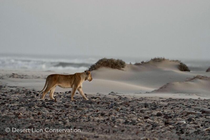 Obab lioness moving between coastal hummocks.