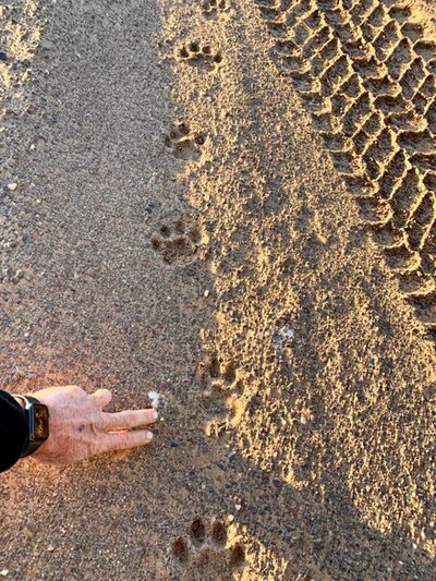 Spoor of an adult male leopard at the mouth go the Uniab river