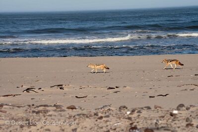 xBlack-backed jackals patrolling the coastline