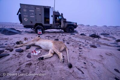 Collecting biological samples from immobilised lioness Xpl-97