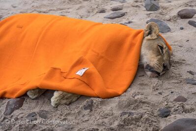 Collecting biological samples from immobilised lioness Xpl-97