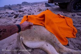 Keeping the lioness warm during her recovery.