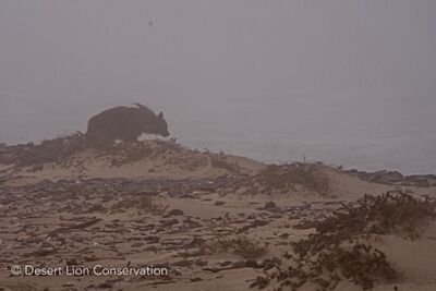 Brown hyaena in thick fog along the coast