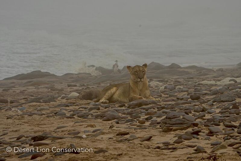 Second Obab lioness waiting nearby for the recovery of Xpl-97.