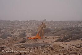 Keeping the lioness warm during her recovery.