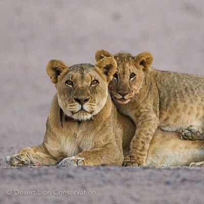 Xpl-10 the "Queen" of Desert lions. Born: 1 September 1998. Died: 17 May 2014.