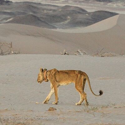 Xpl-10 the "Queen" of Desert lions. Born: 1 September 1998. Died: 17 May 2014.