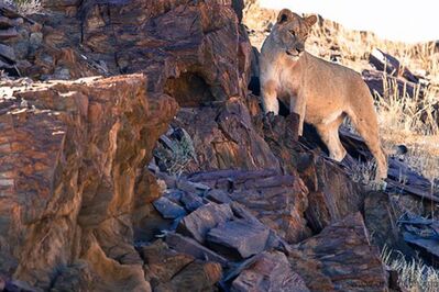 Xpl-116 on the edge of the Brandberg.