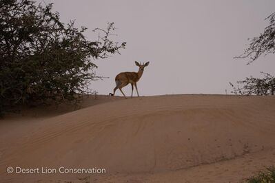 Steenbok male on the bank of the Hoanib river.