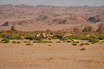 Herds of gemsbok are utilising the green vegetation on the Floodplain