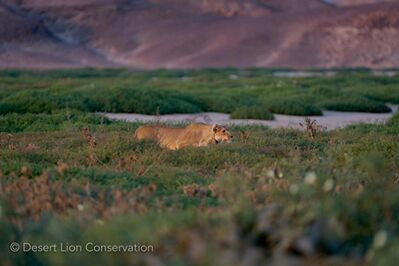 Xpl-106 “Alpha” stalking gemsbok