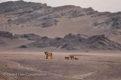 Lioness leads cubs across the gravel plains and over mountain ridges