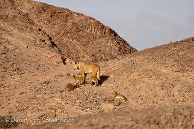 Lioness leads cubs across the gravel plains and over mountain ridges