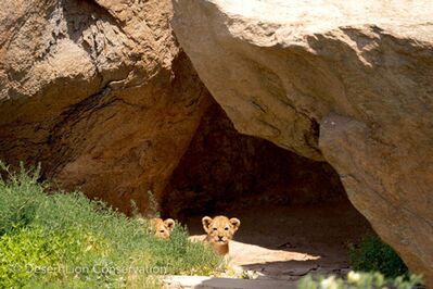 The small cubs remained in the safety of a small cave