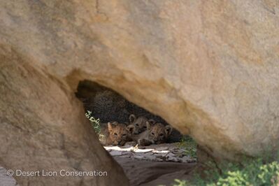 Cubs resting after a long walk