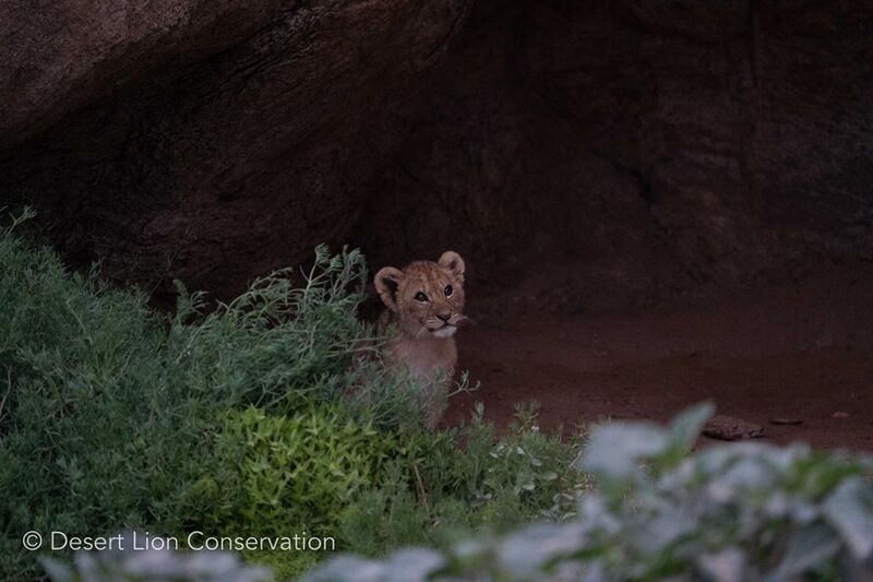 ​Cub waiting patiently for the mother to return