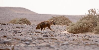 ​Brown hyaena of the Koigab Clan visited the carcass several times.