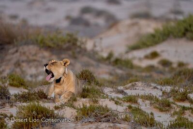 ​Lioness Xpl-97 “Jemima” yawning before setting for the night